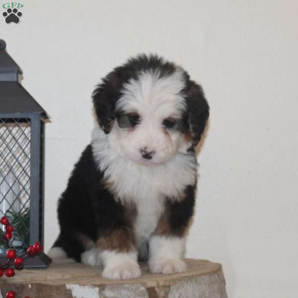 Snowflake, Bernedoodle Puppy